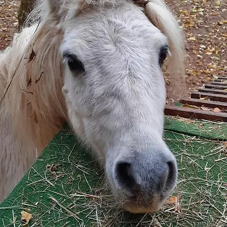 Emmylou Bed & Breakfast