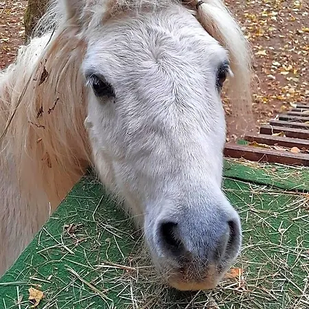 Emmylou